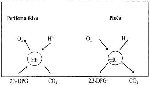 Interakcija O2, CO2 i 2,3-DPG sa Hb